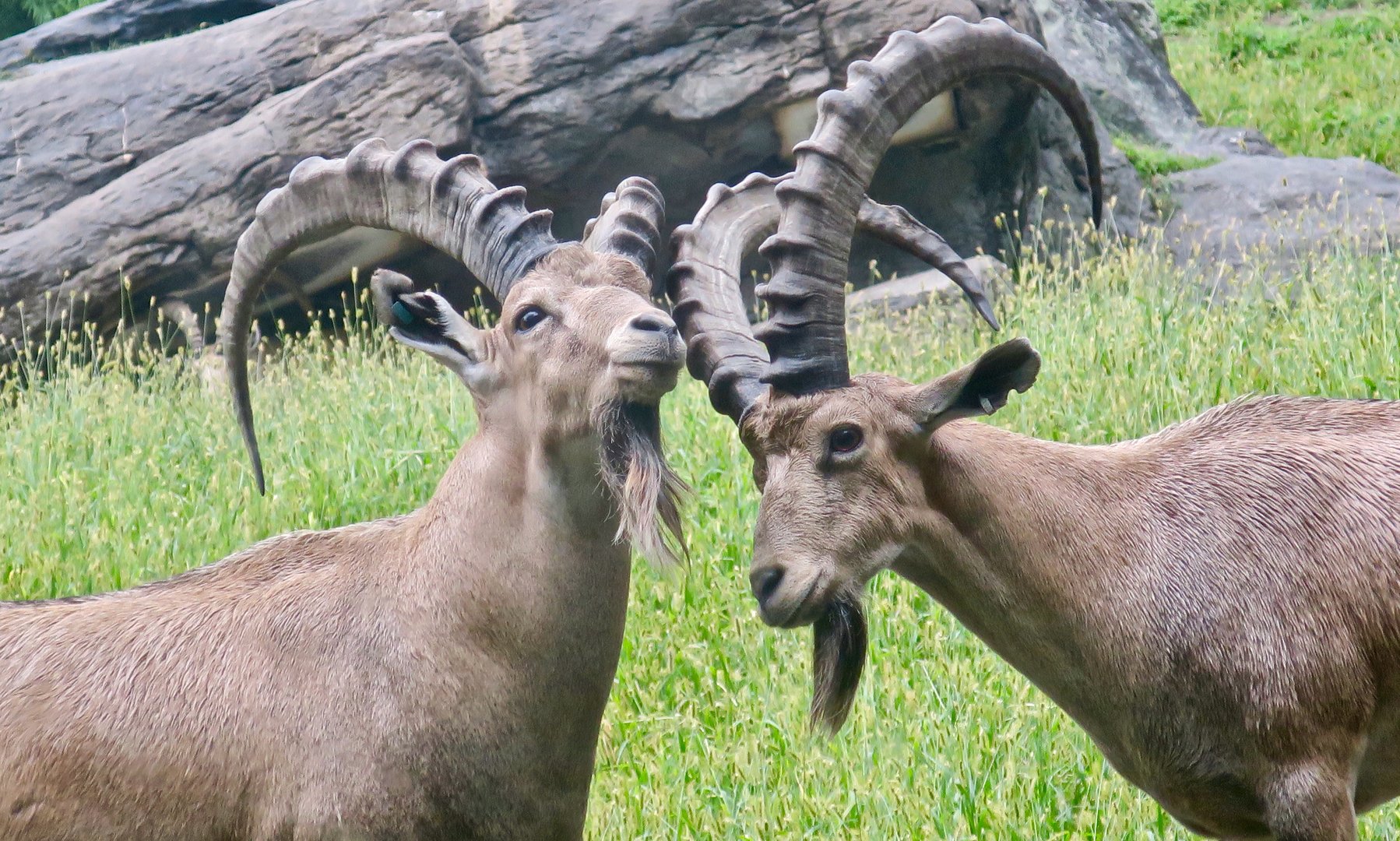 Nubian Ibex (Capra nubiana)