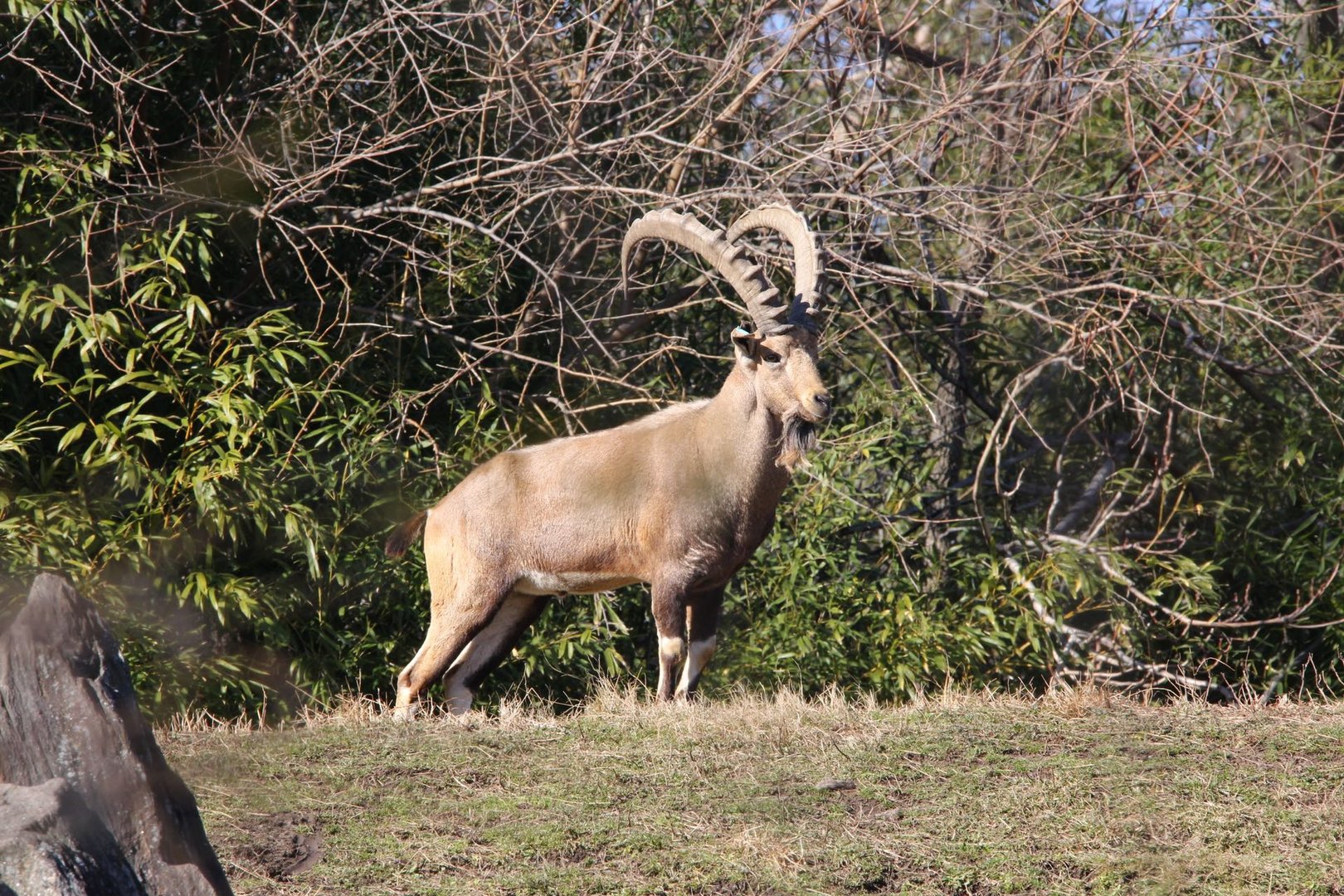 Nubian ibex/ Capra nubiana