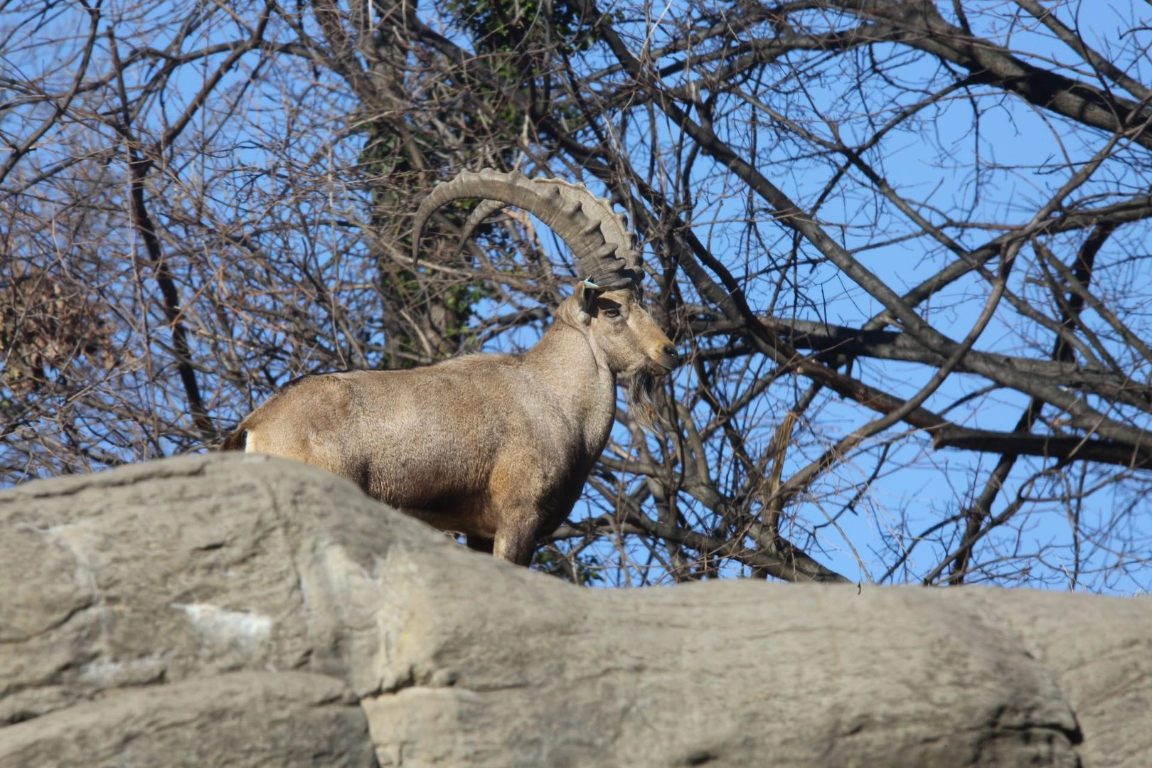 Nubian ibex/ Capra nubiana
