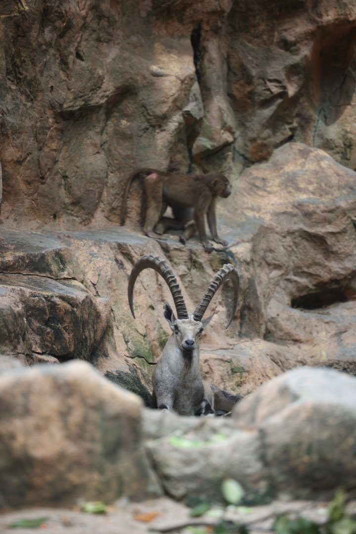 Nubian Ibex (Capra nubiana)