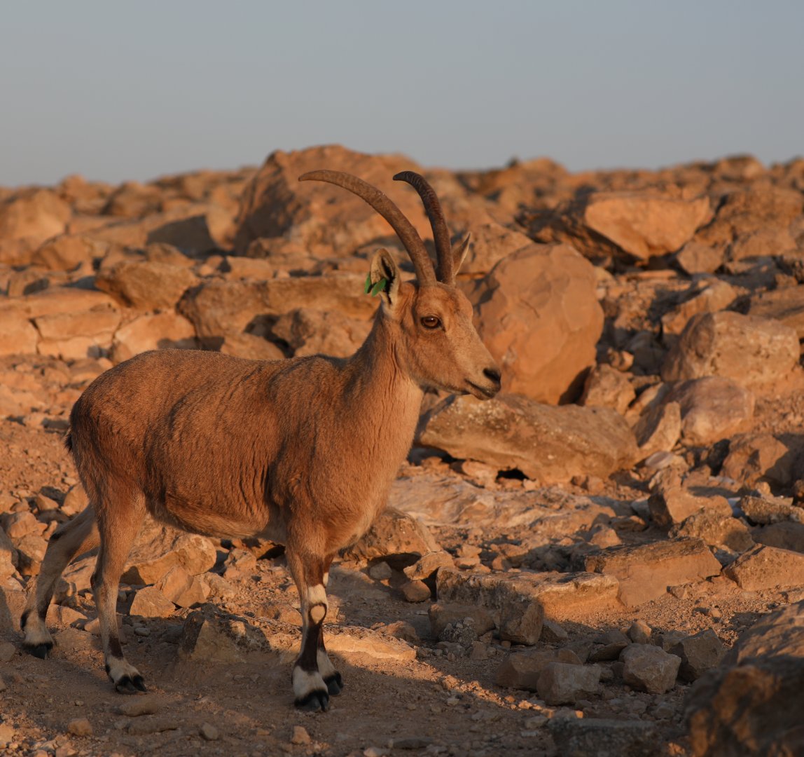 Nubian ibex (Capra nubiana)