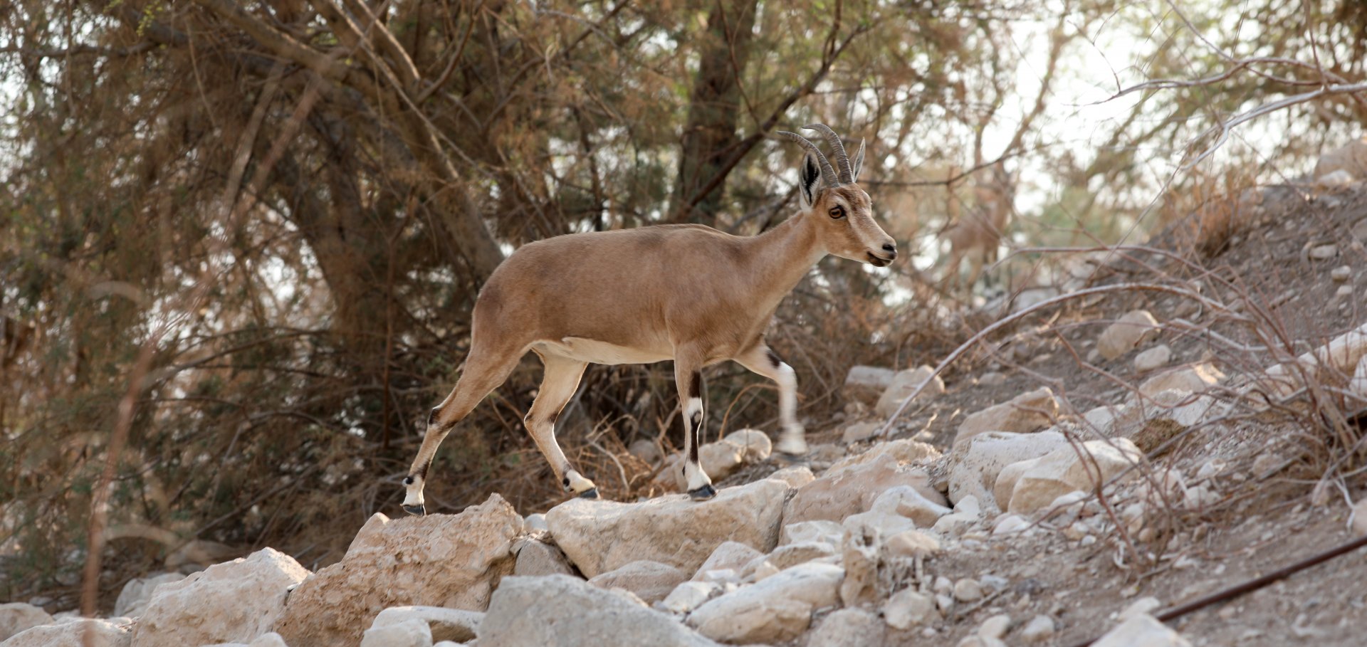 Nubian ibex (Capra nubiana)