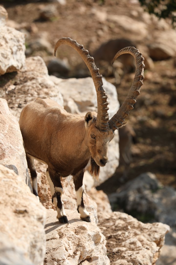 Nubian ibex (Capra nubiana)