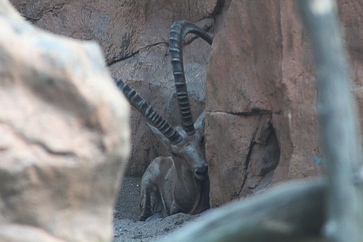 Nubian ibex (Capra nubiana)