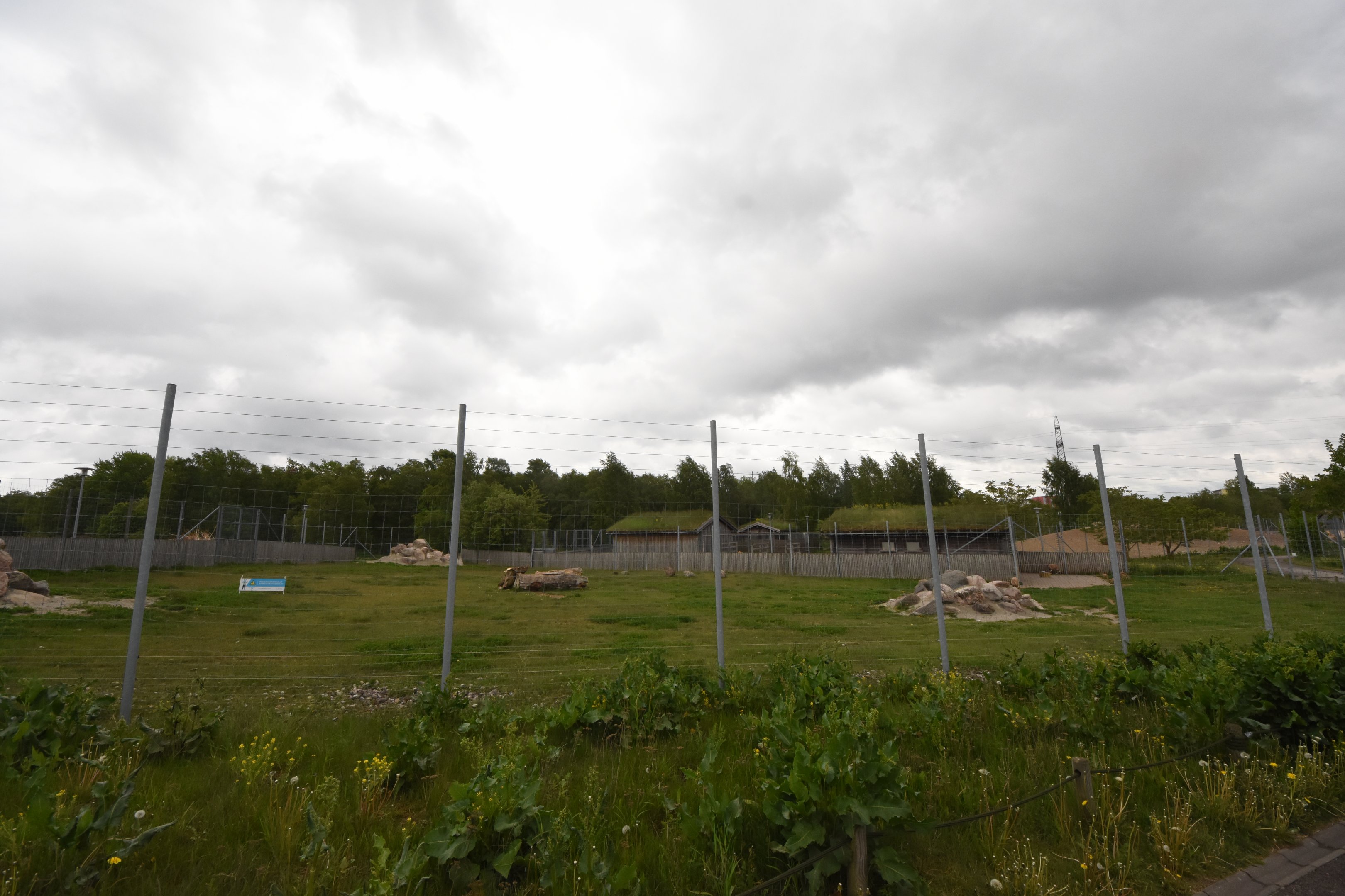 Nubian ibex enclosure