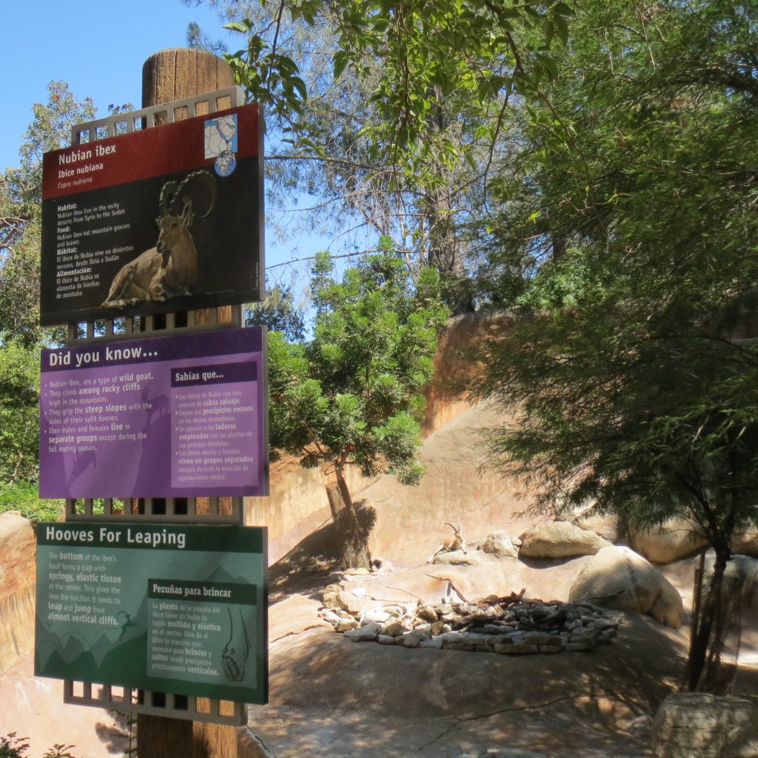 Nubian Ibex Exhibit