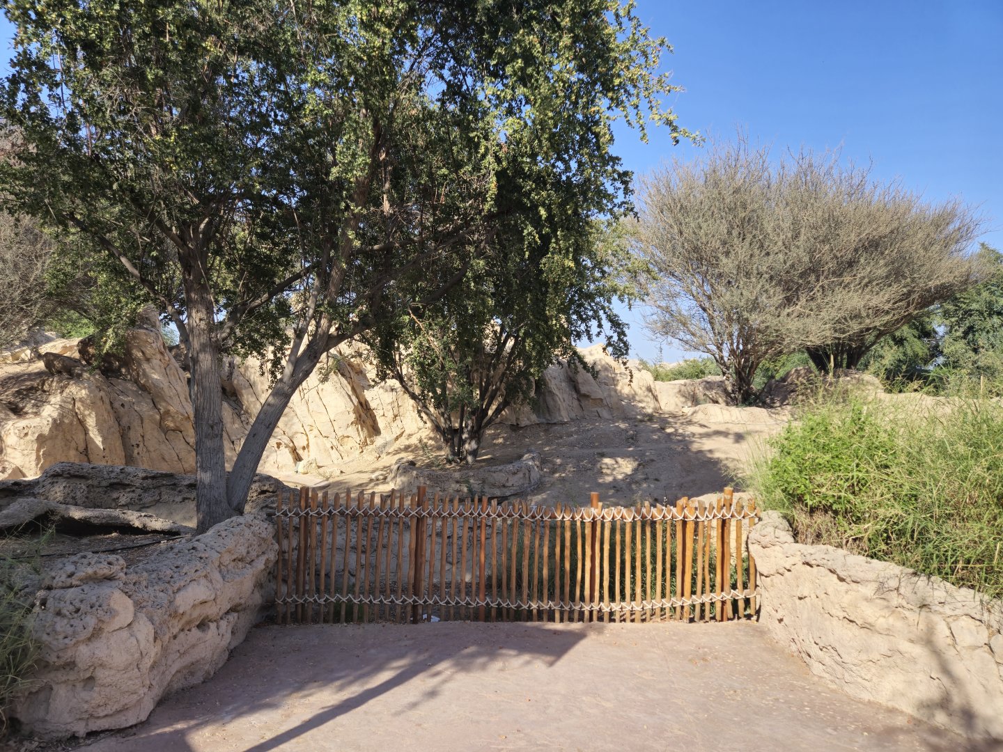 Nubian Ibex exhibit
