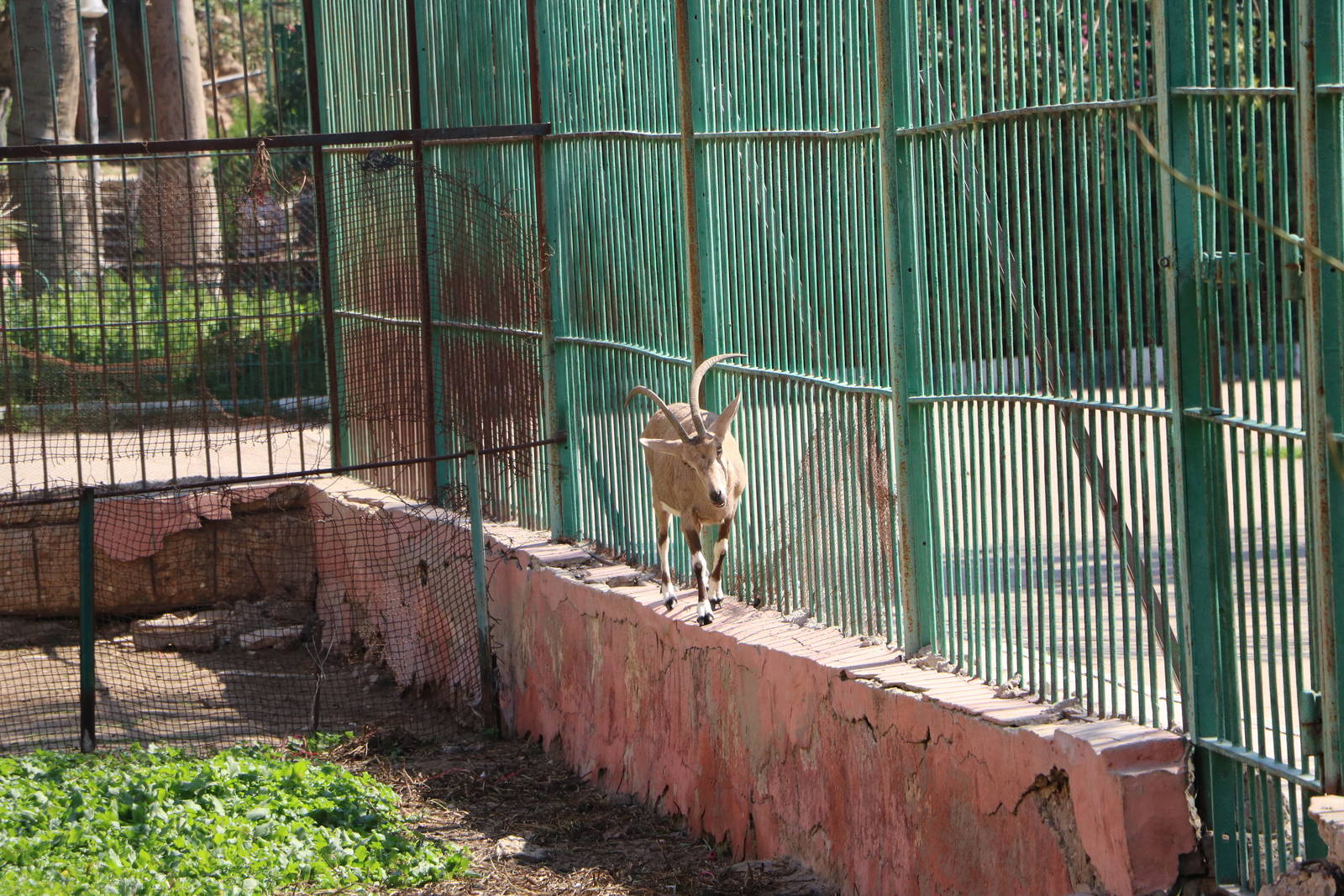 Nubian ibex, February 2016