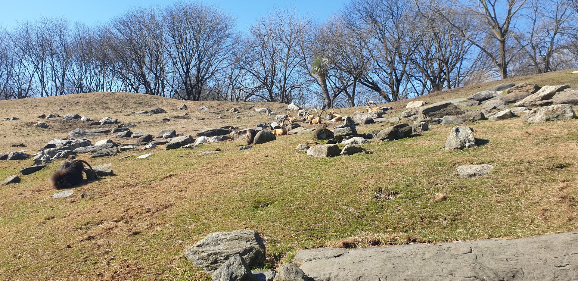 Nubian Ibex, Gelada, Baboon reserve