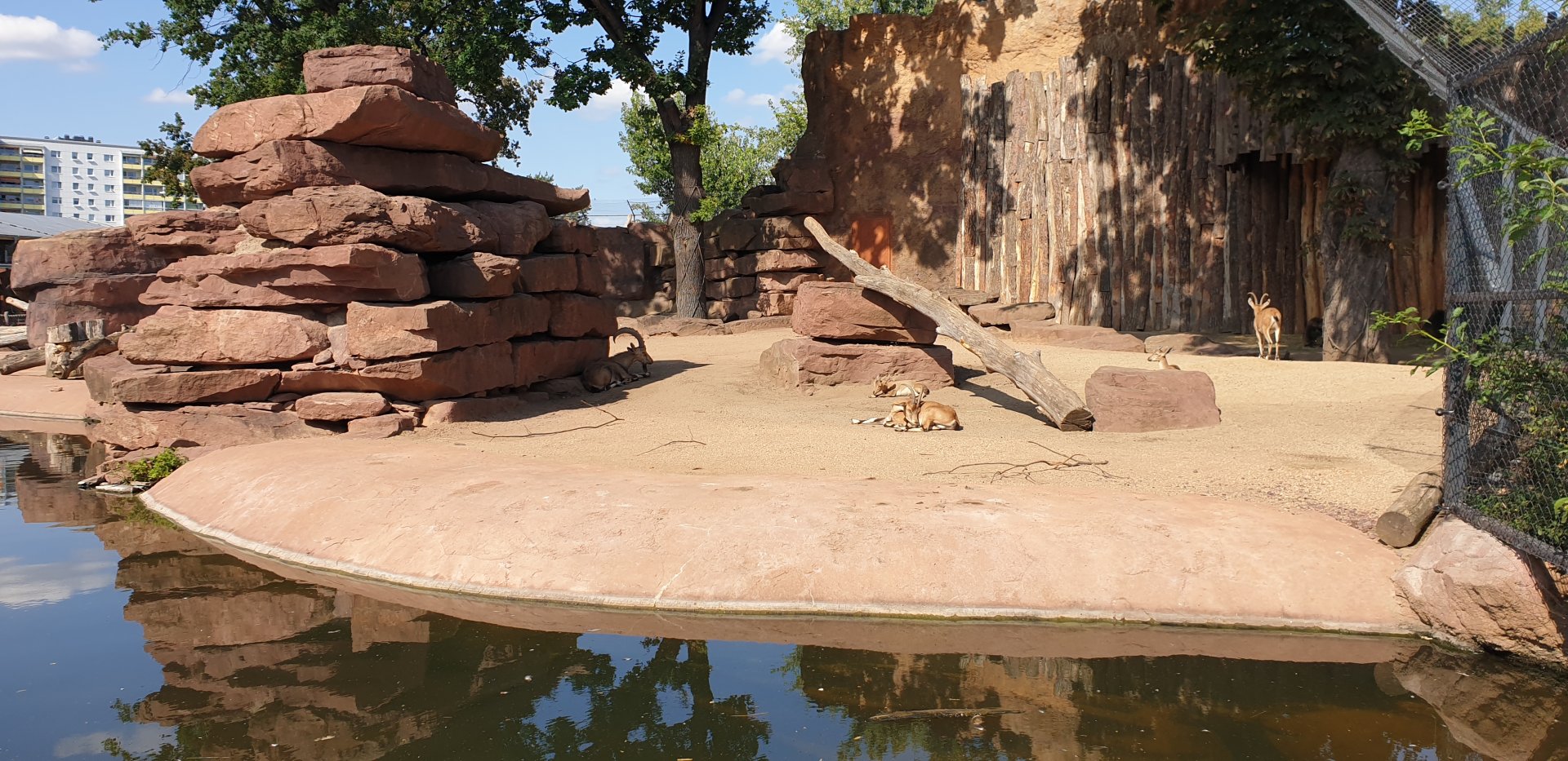 Nubian Ibex, Gelada, Common rock hyrax enclosure