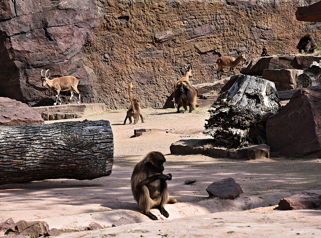 Nubian ibex & Gelada