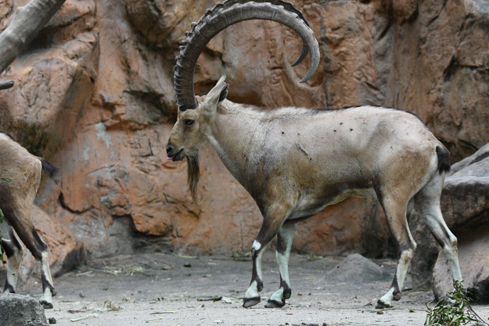 Nubian Ibex ~ Great Rift Valley of Ethiopia