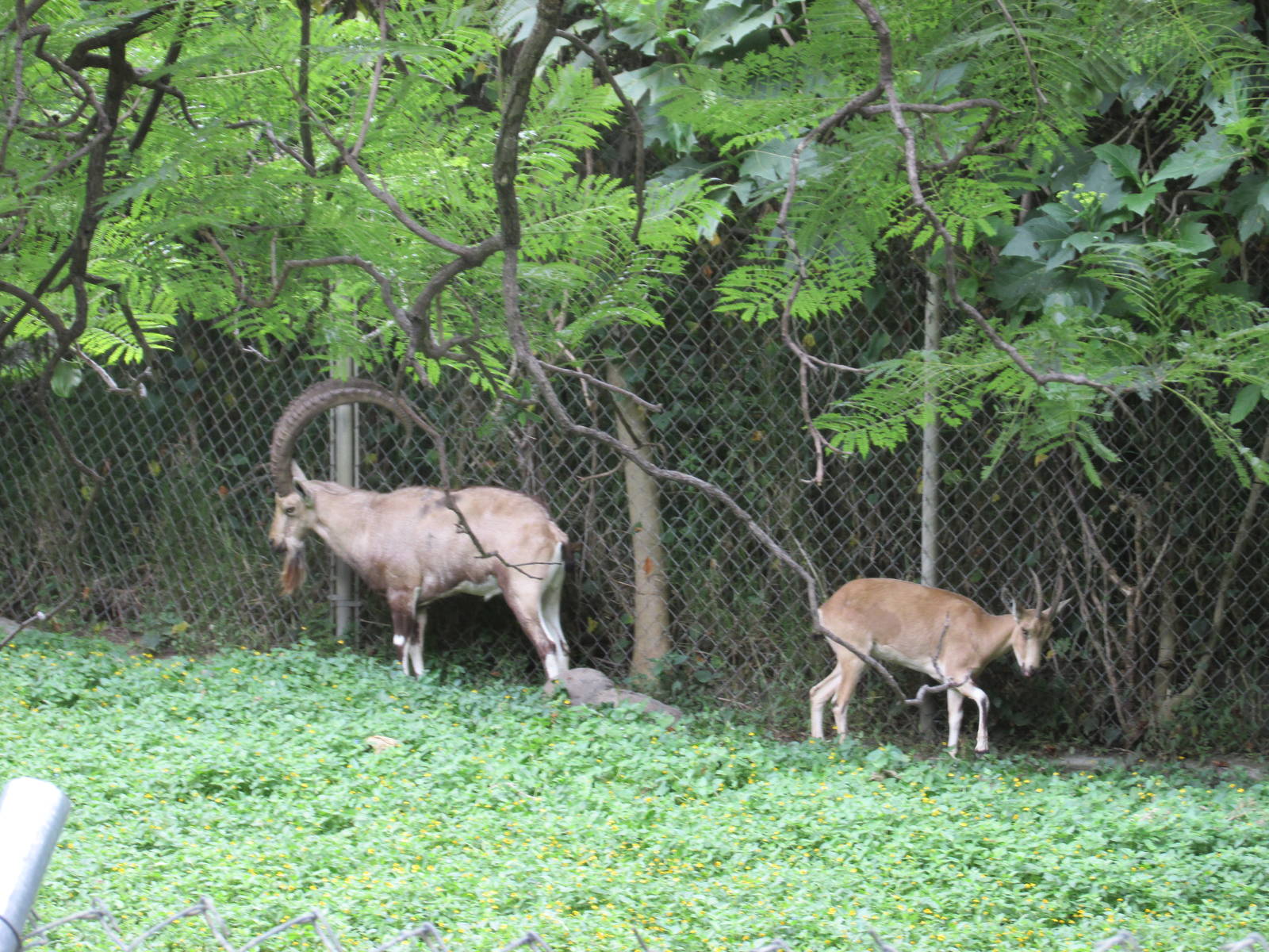 nubian ibex guadalajara zoo