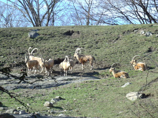 Nubian Ibex Herd