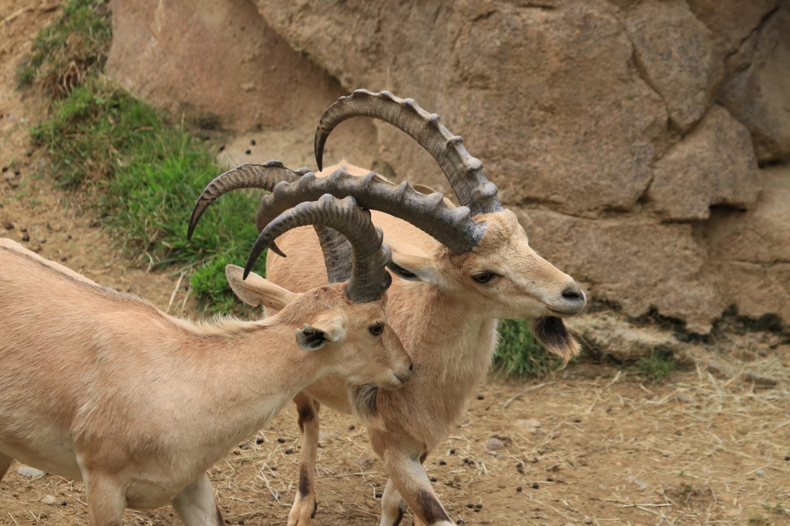 Nubian ibex (June 2019)