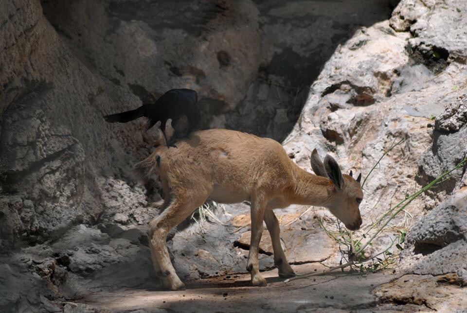 Nubian Ibex not thrilled with Great Tailed Grackle