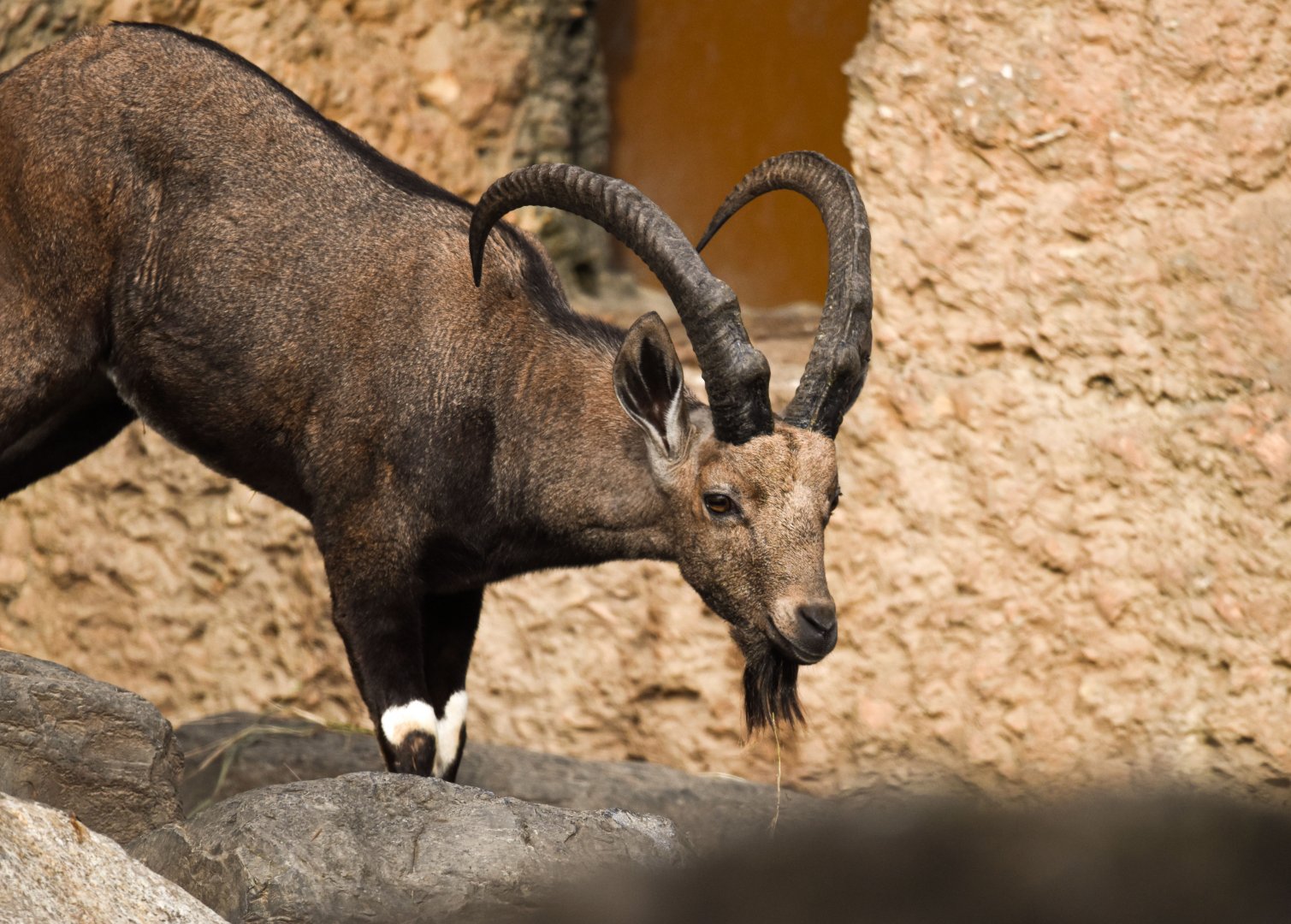 Nubian ibex (October 2020)