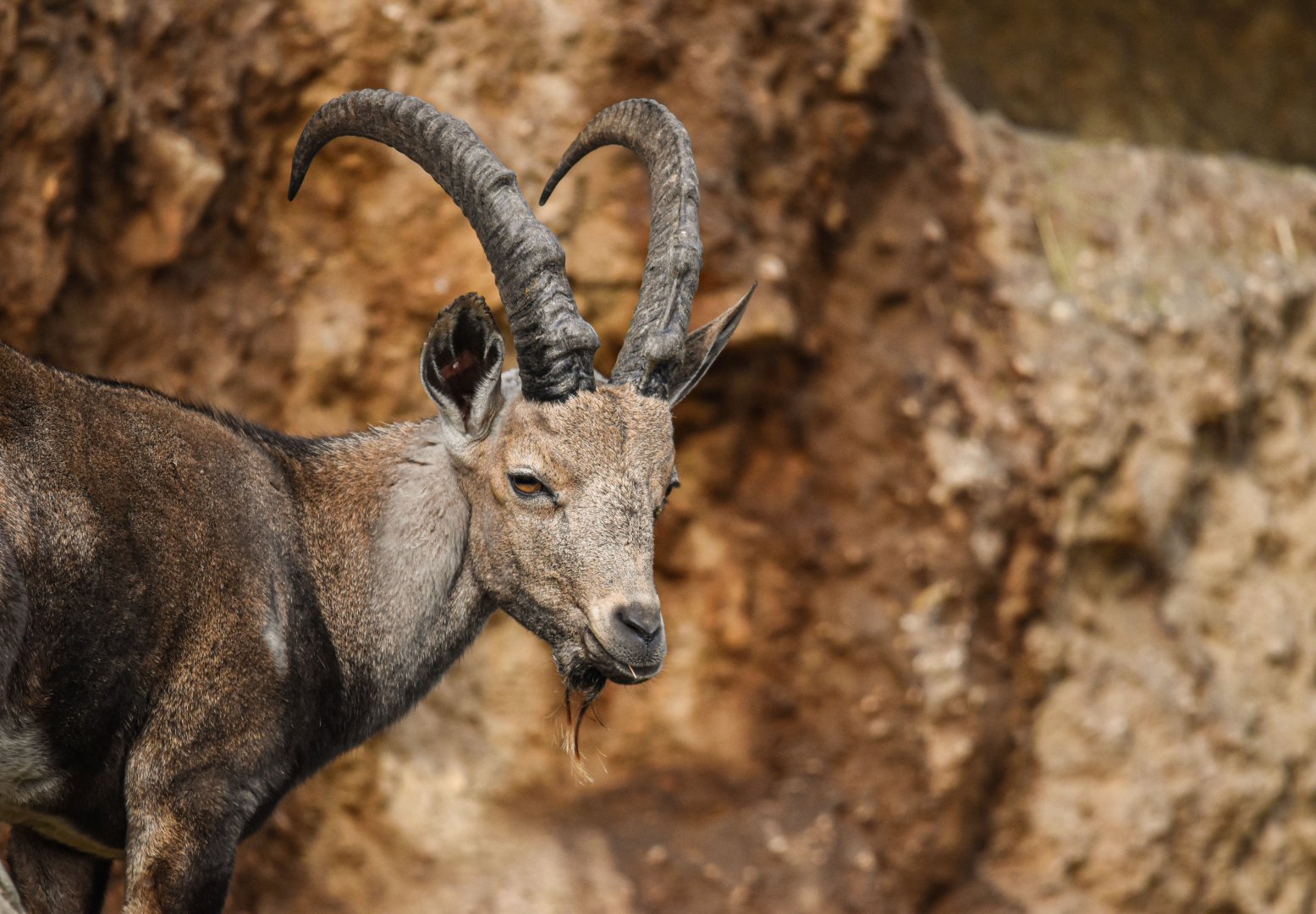 Nubian ibex (October 2020)