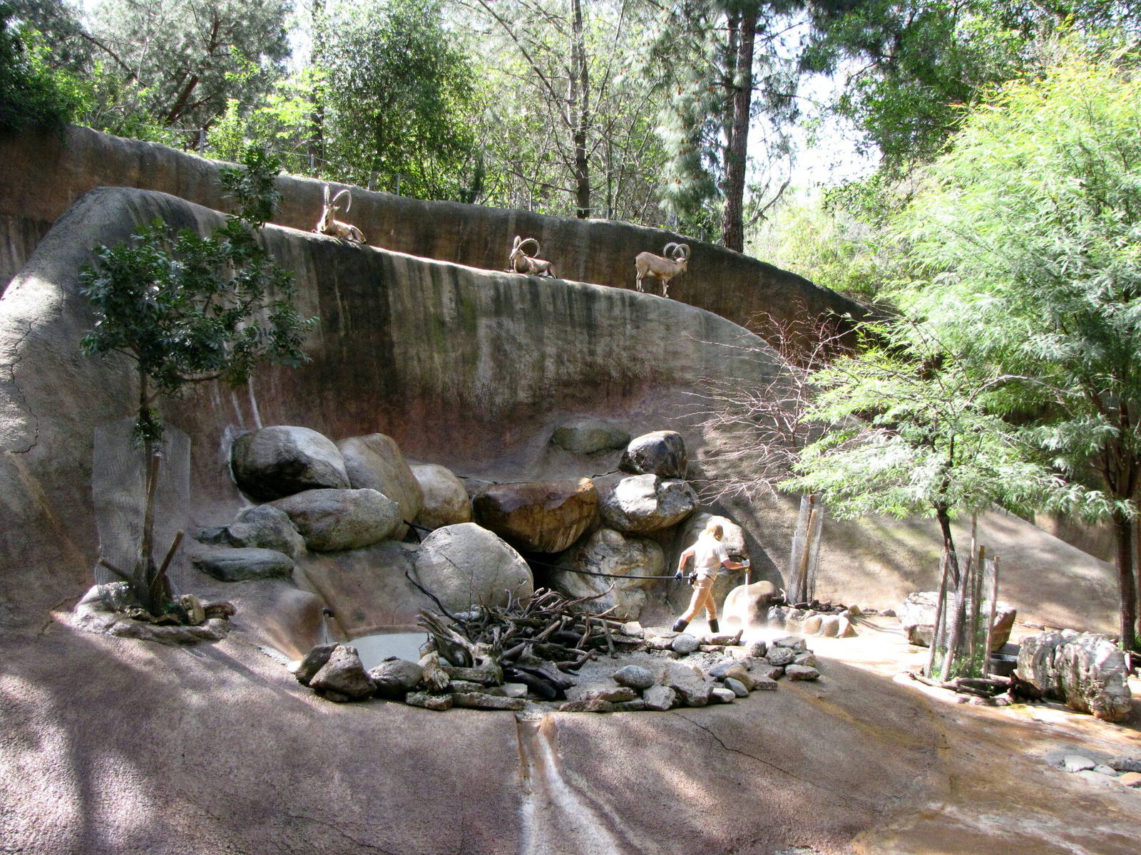Nubian Ibex Out-of-Way of Keeper
