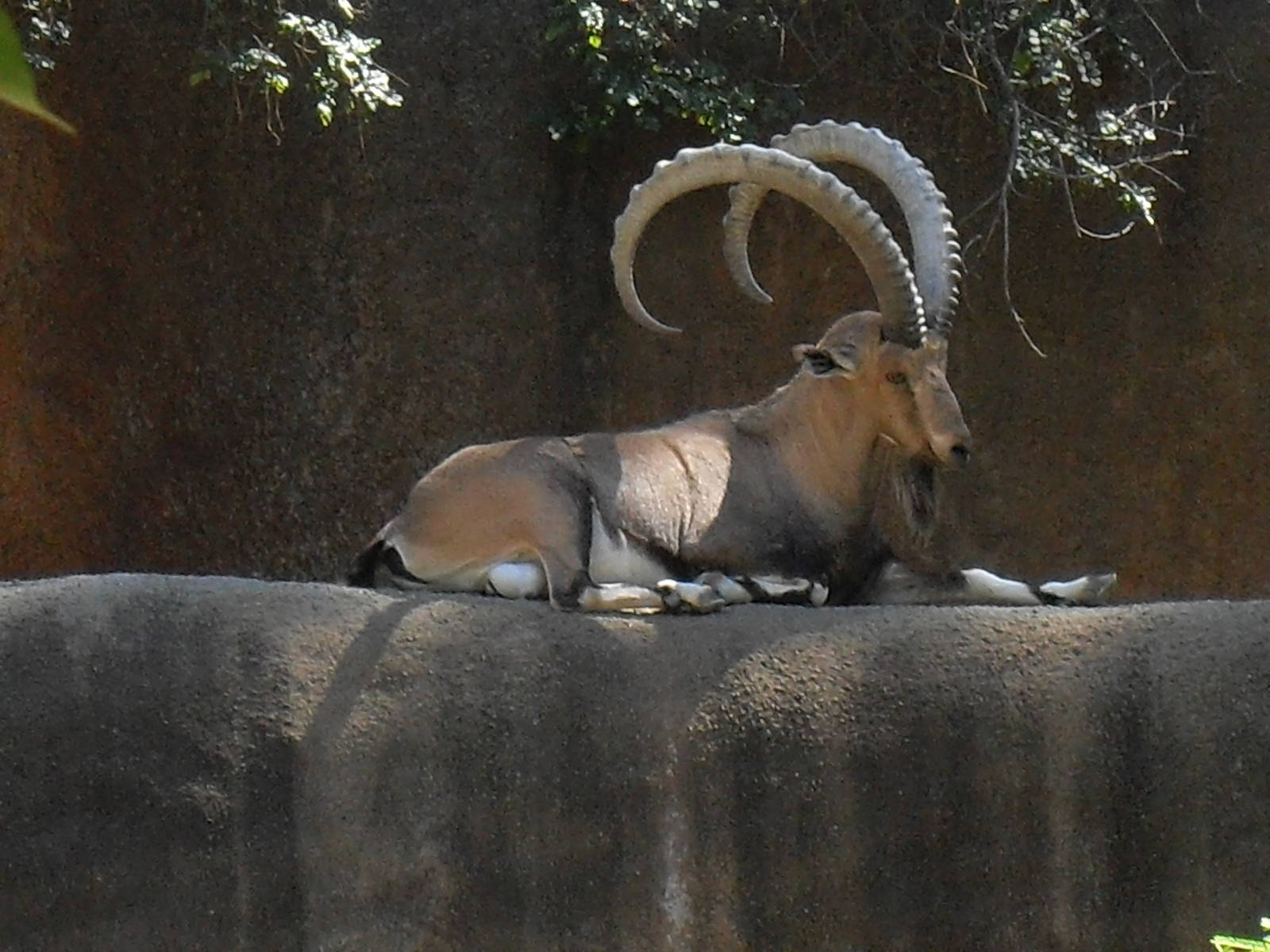 nubian ibex sept 10