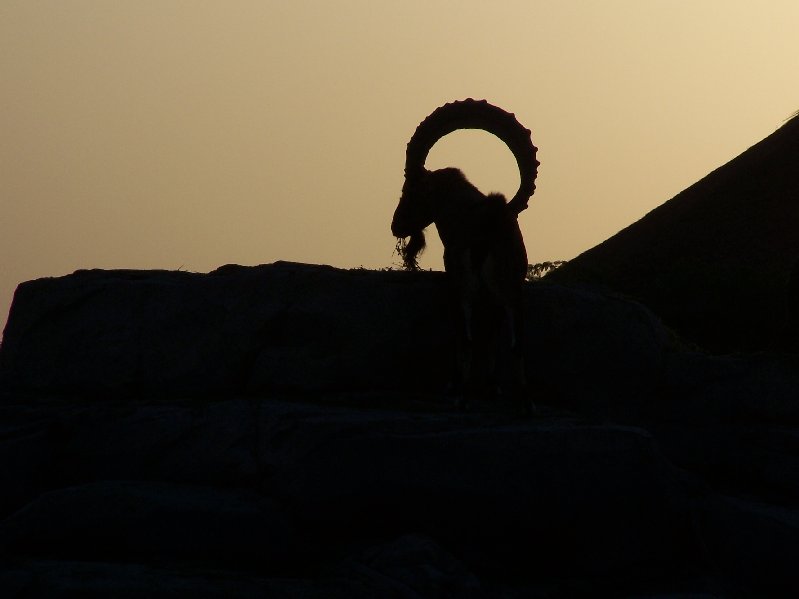 Nubian Ibex Silhouette 1