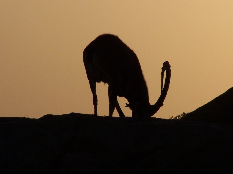Nubian Ibex Silhouette 2