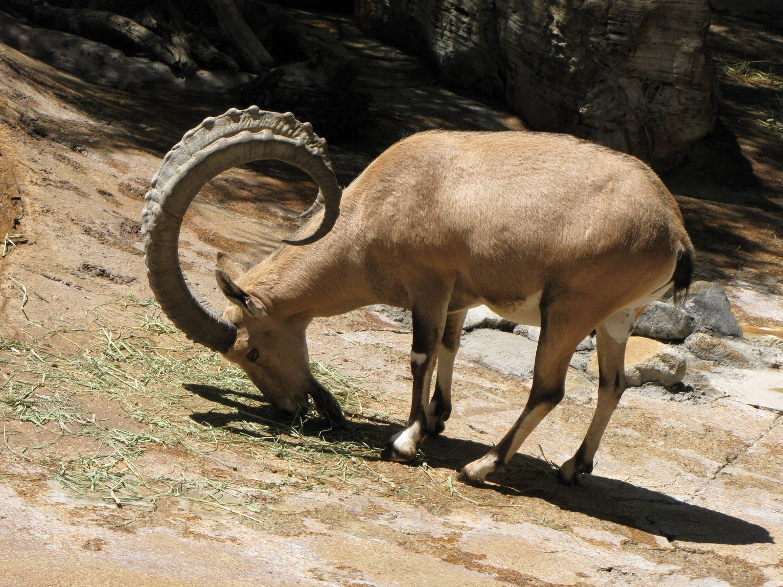 Nubian Ibex