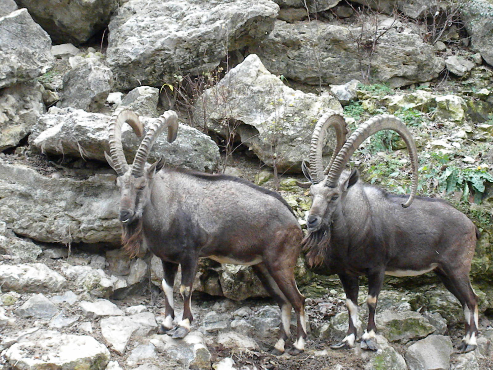 Nubian Ibex