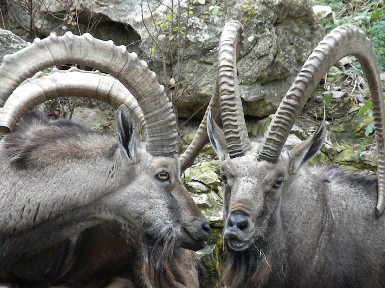 Nubian Ibex