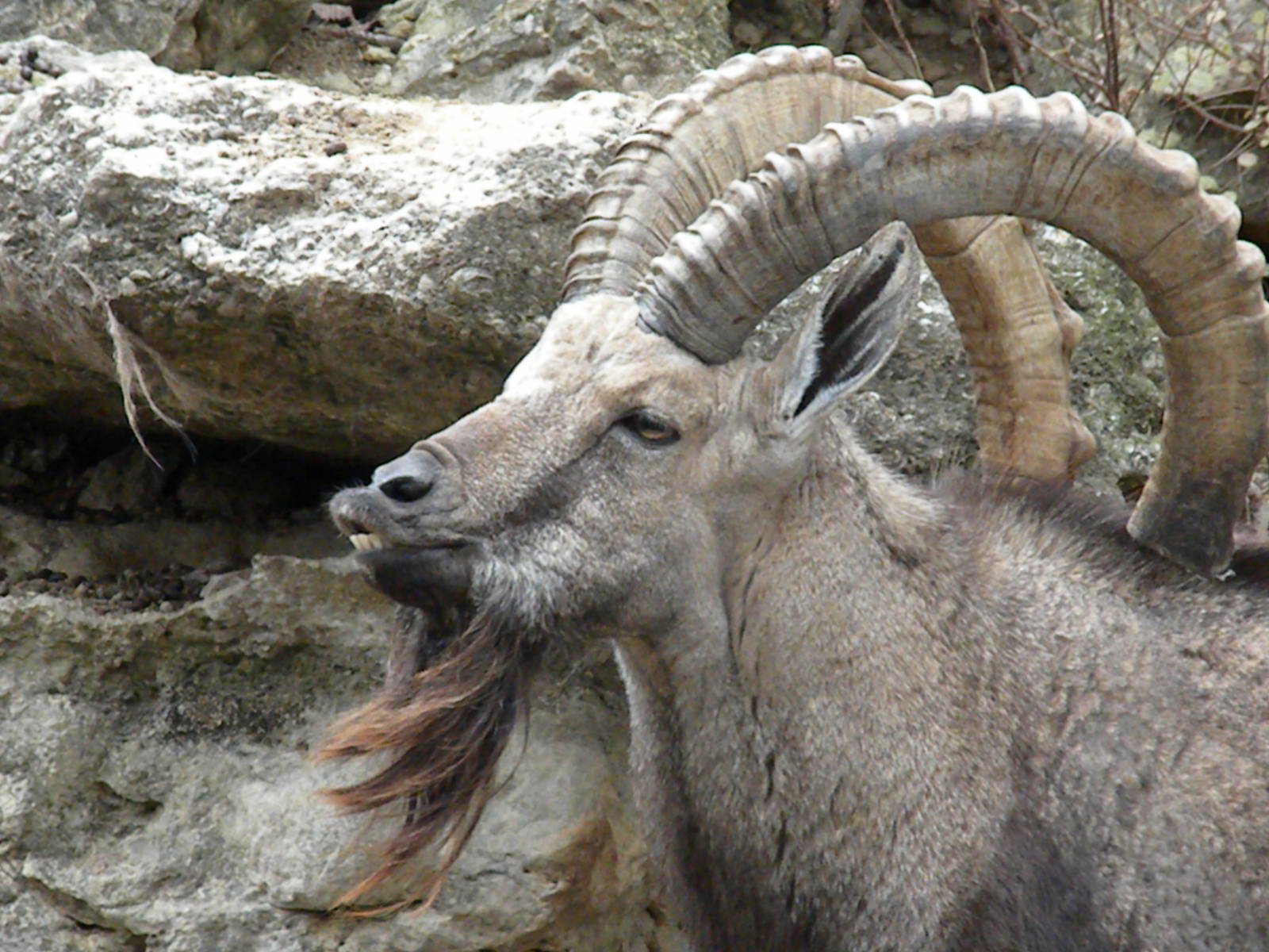 Nubian Ibex