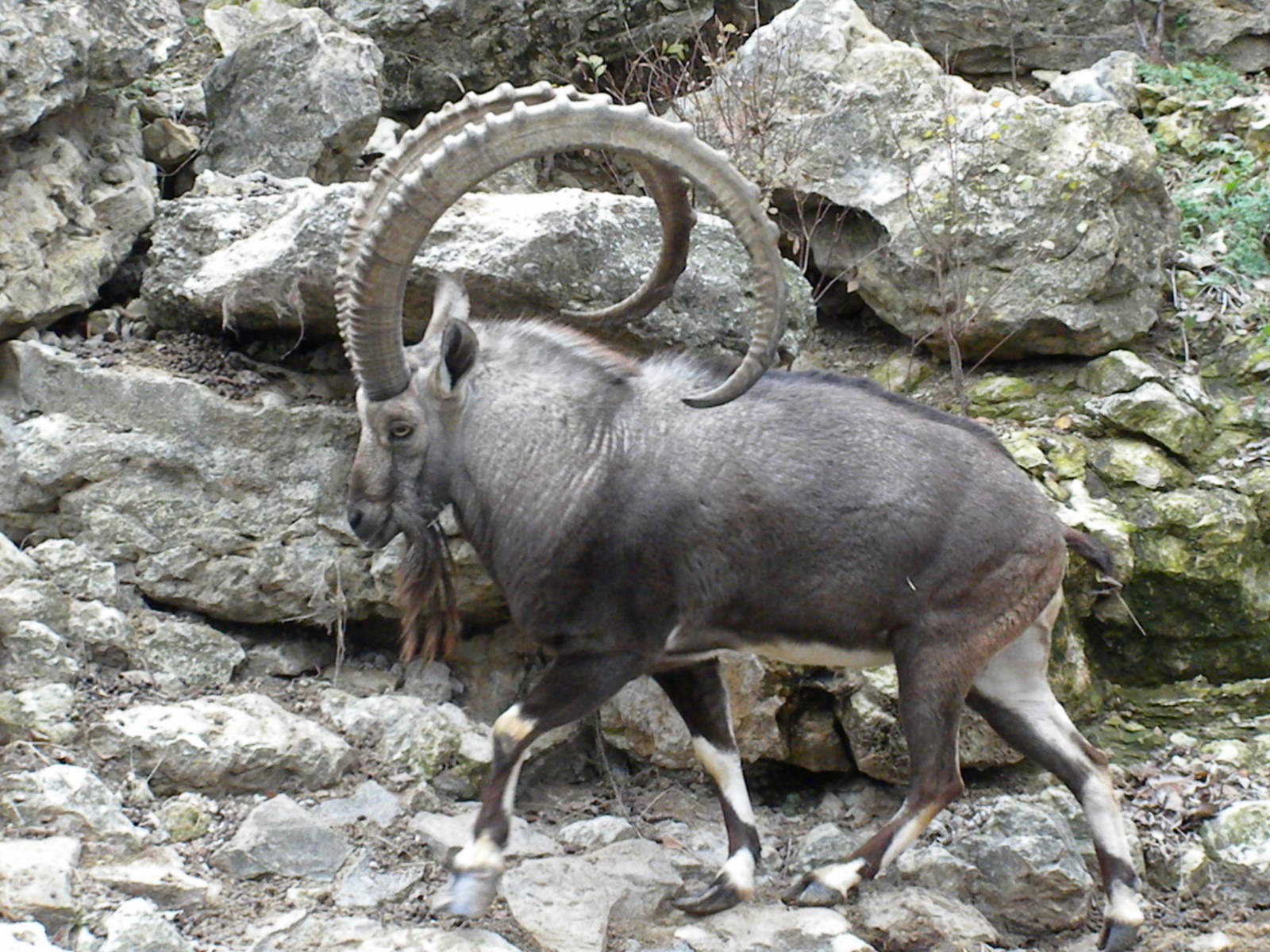 Nubian Ibex