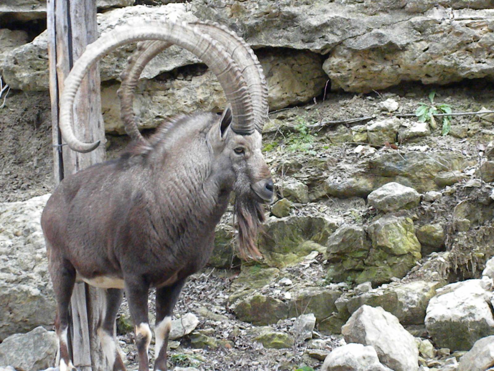Nubian Ibex