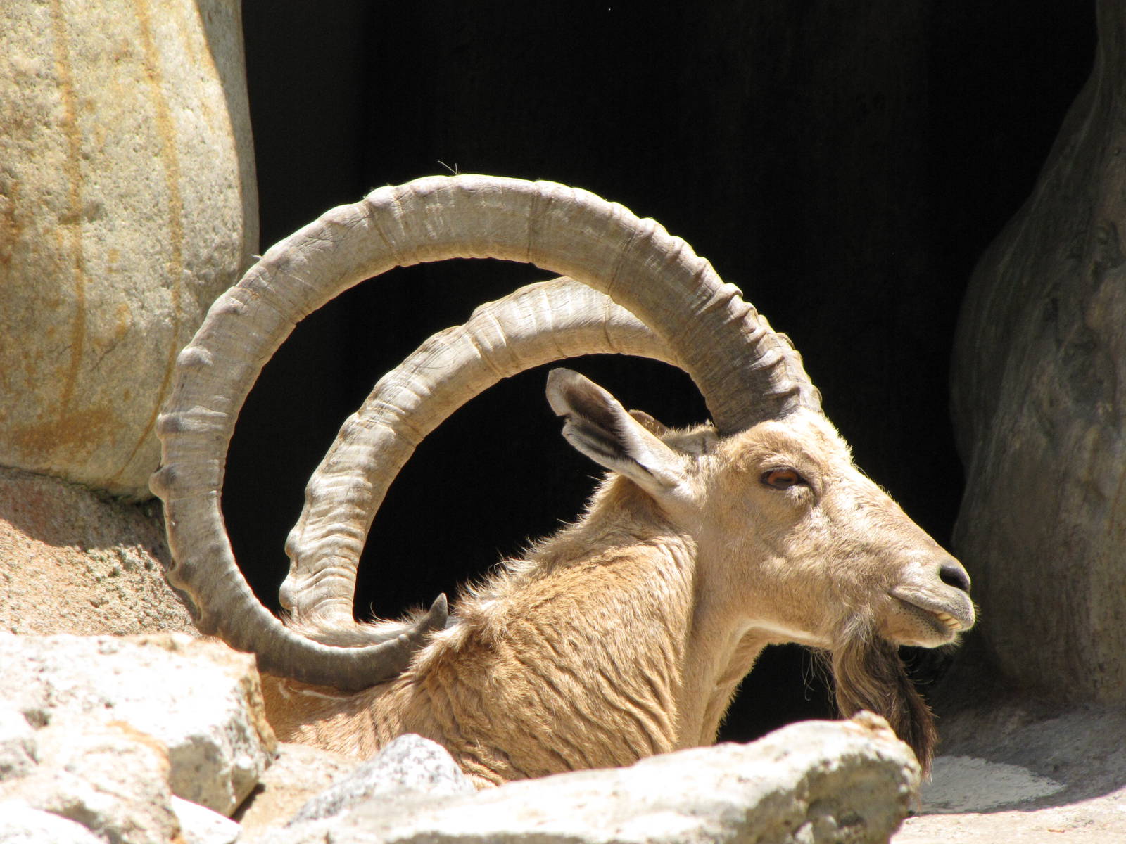 Nubian Ibex