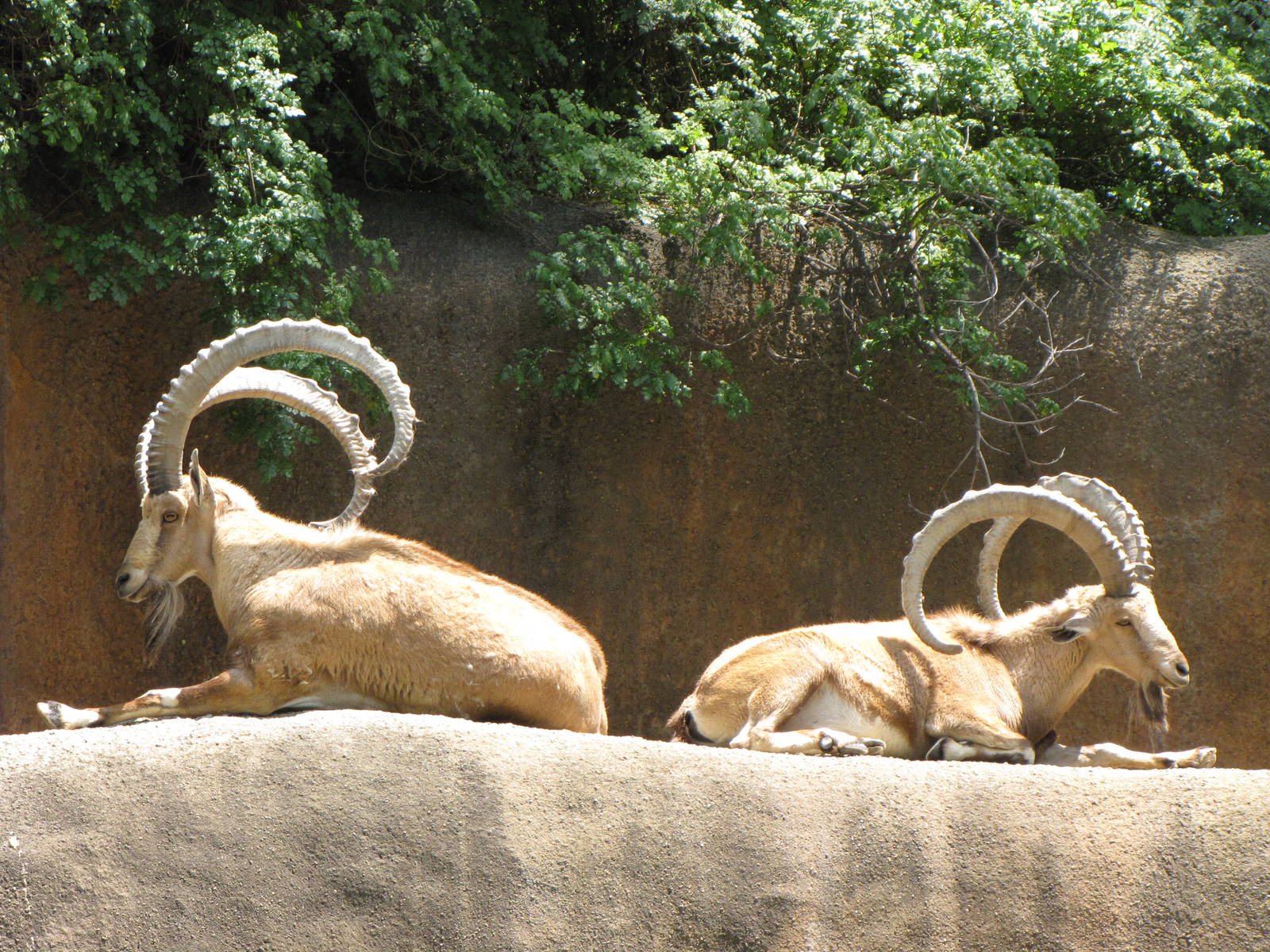 Nubian Ibex