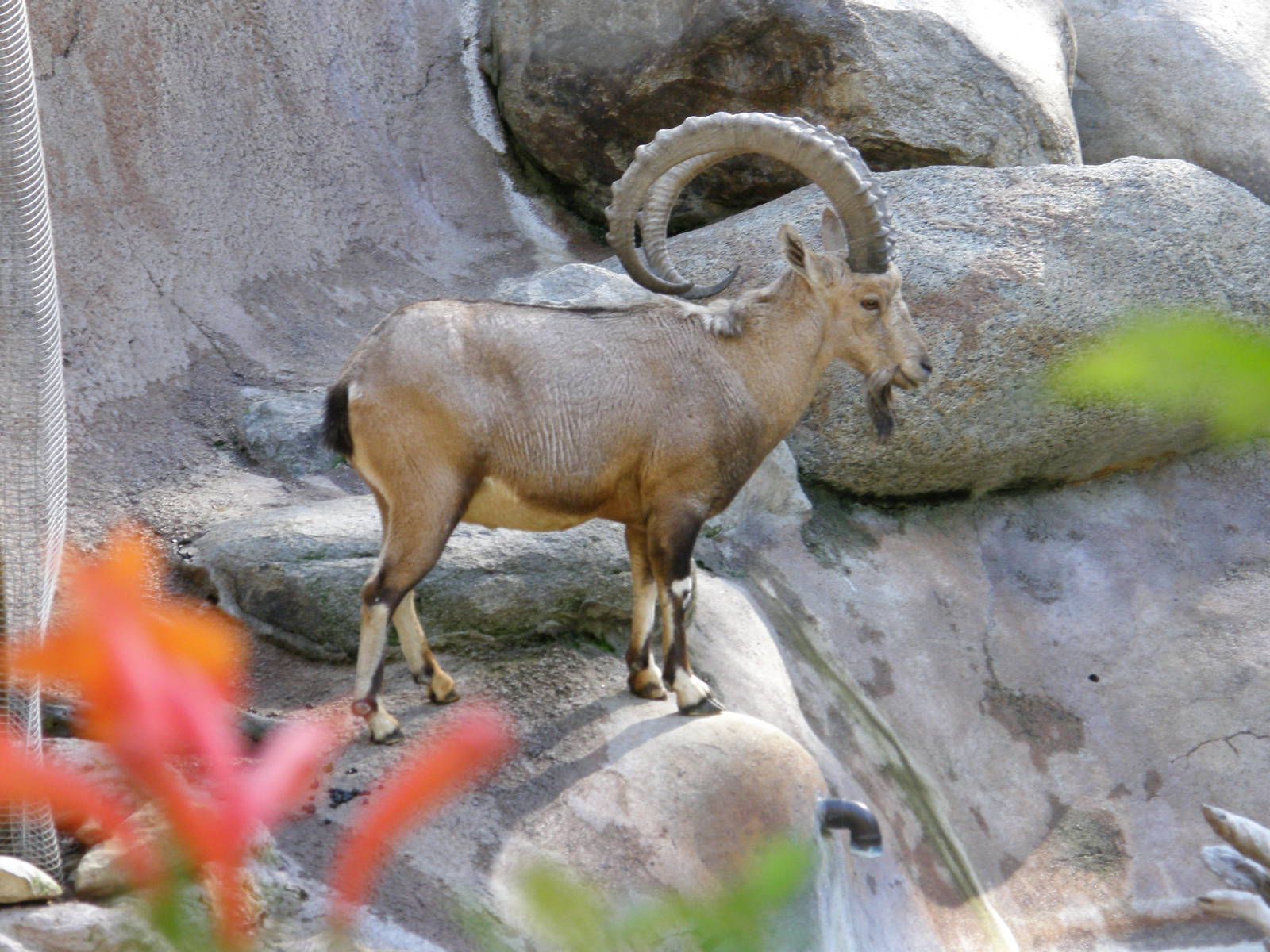 nubian ibex