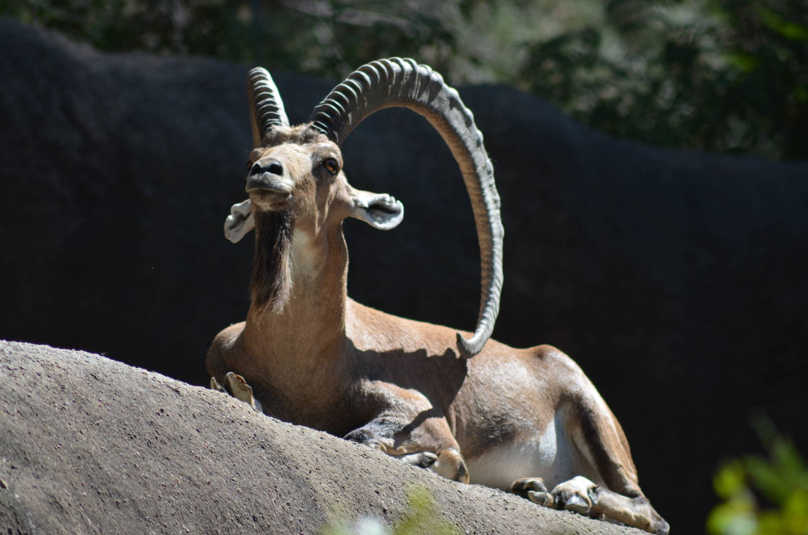 Nubian Ibex