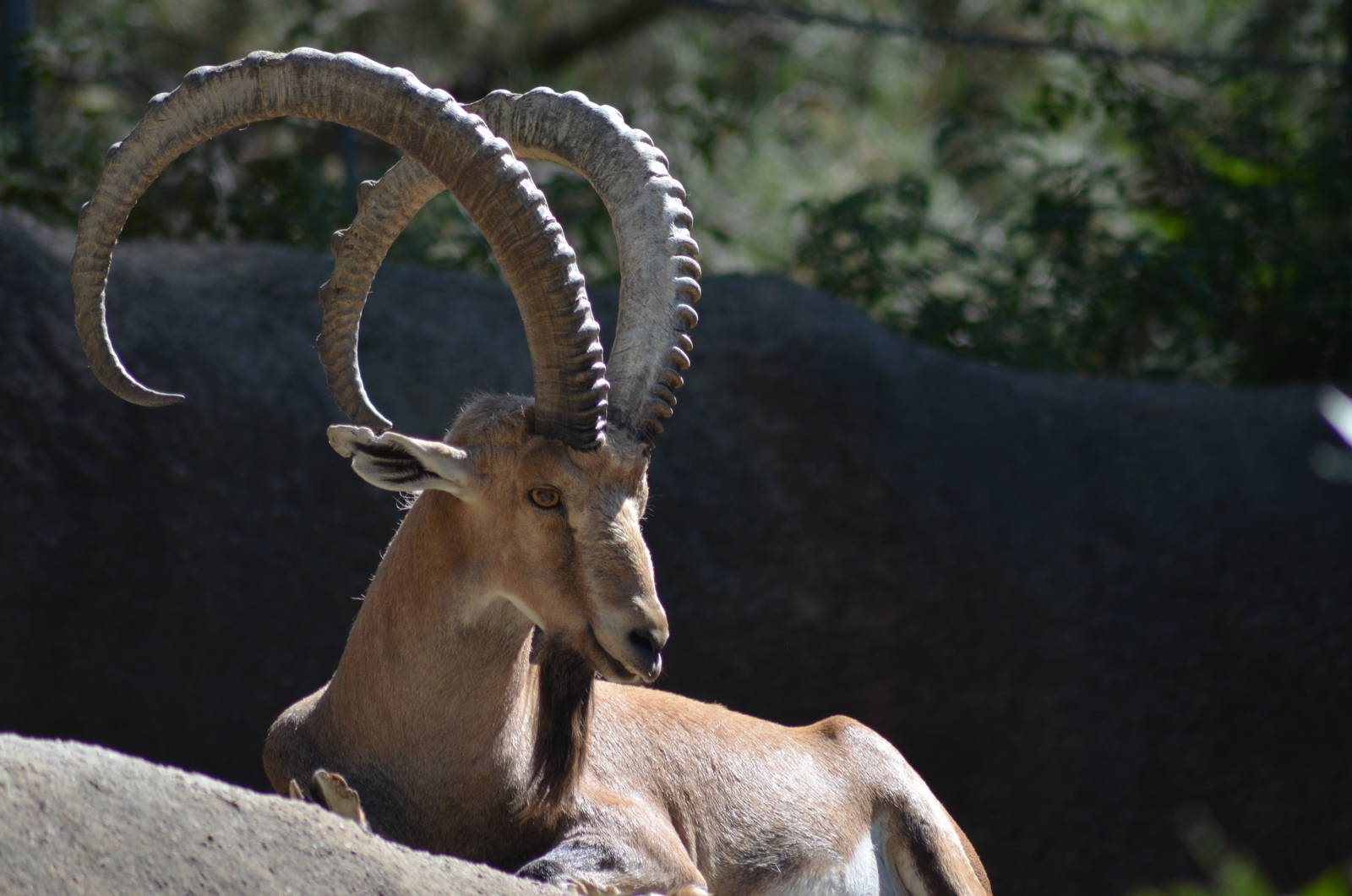 Nubian Ibex
