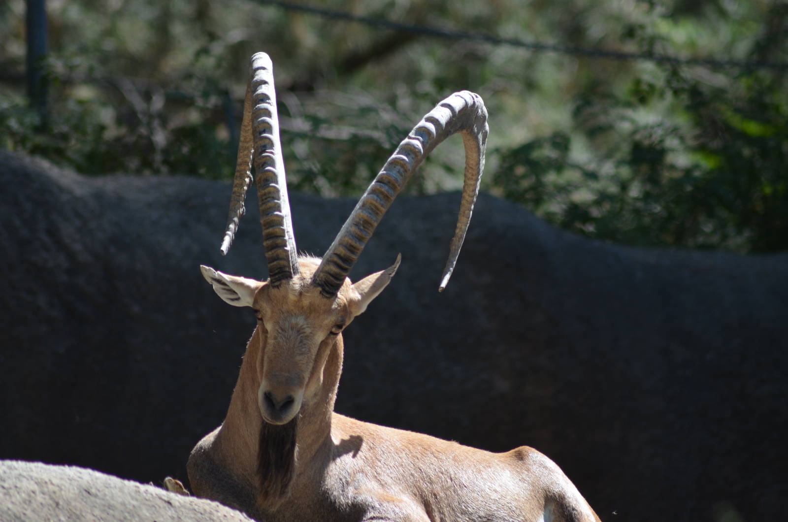 Nubian Ibex