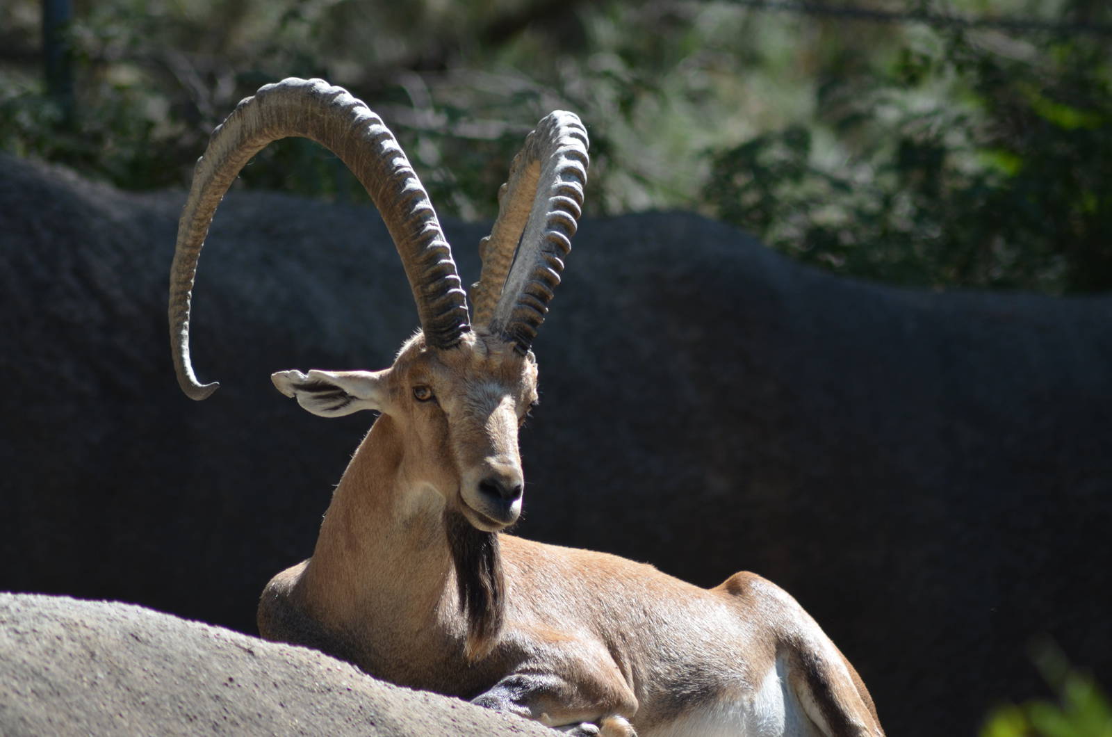 Nubian Ibex