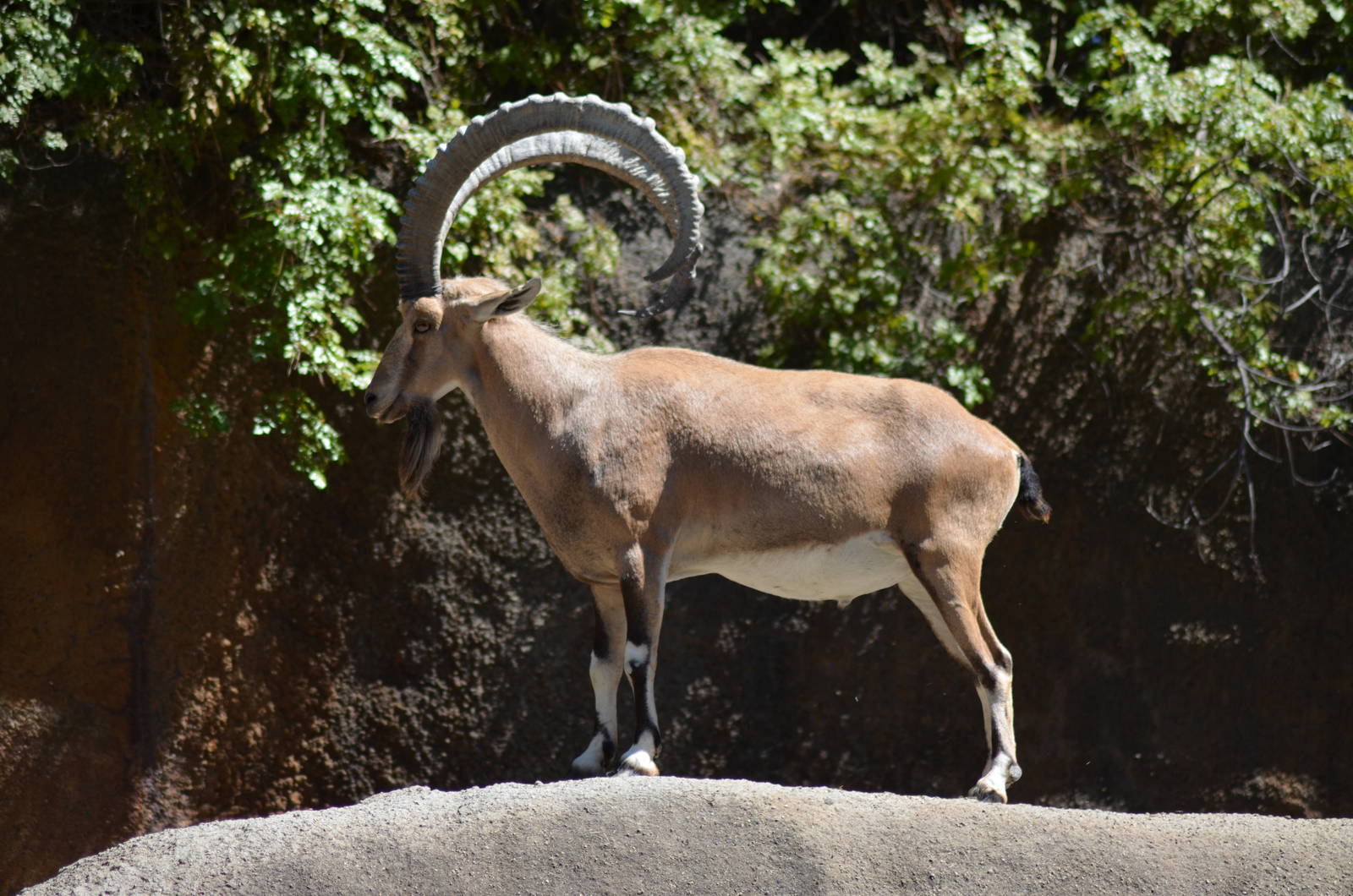 Nubian Ibex