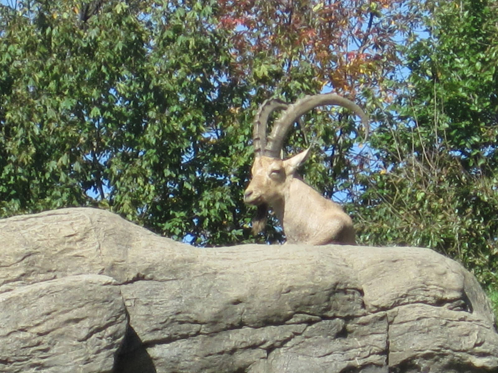 Nubian Ibex