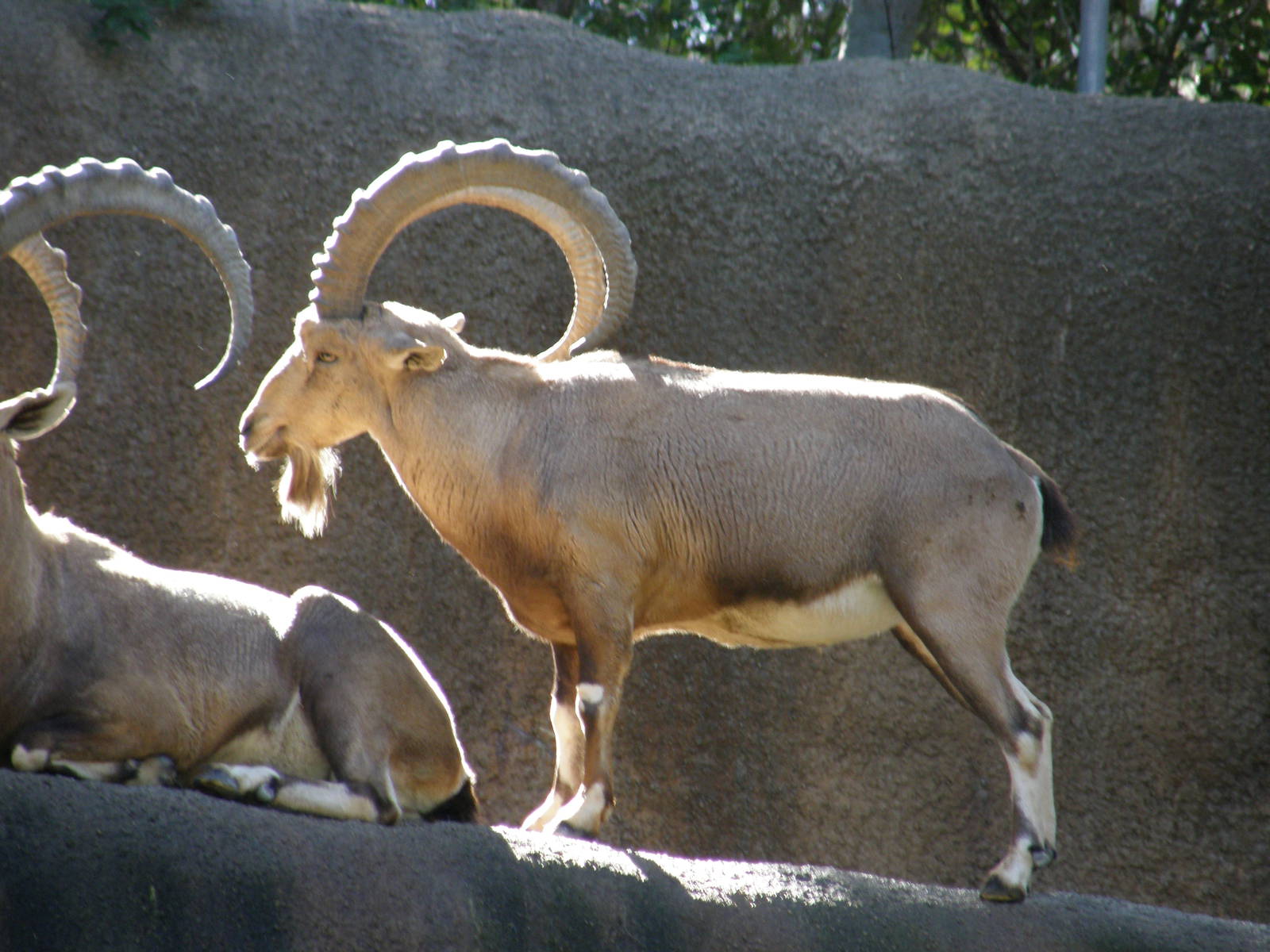 nubian ibex