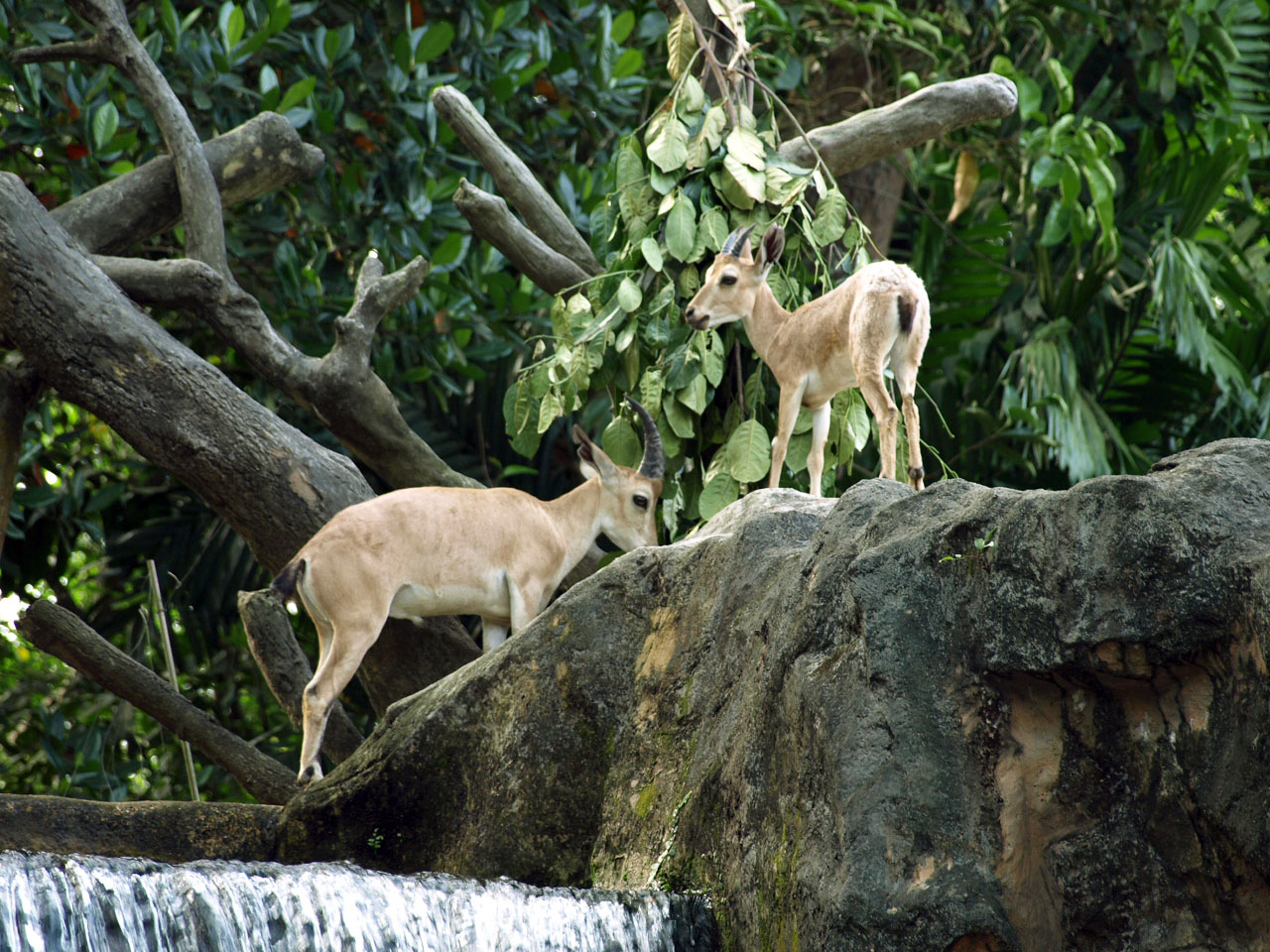 Nubian ibex