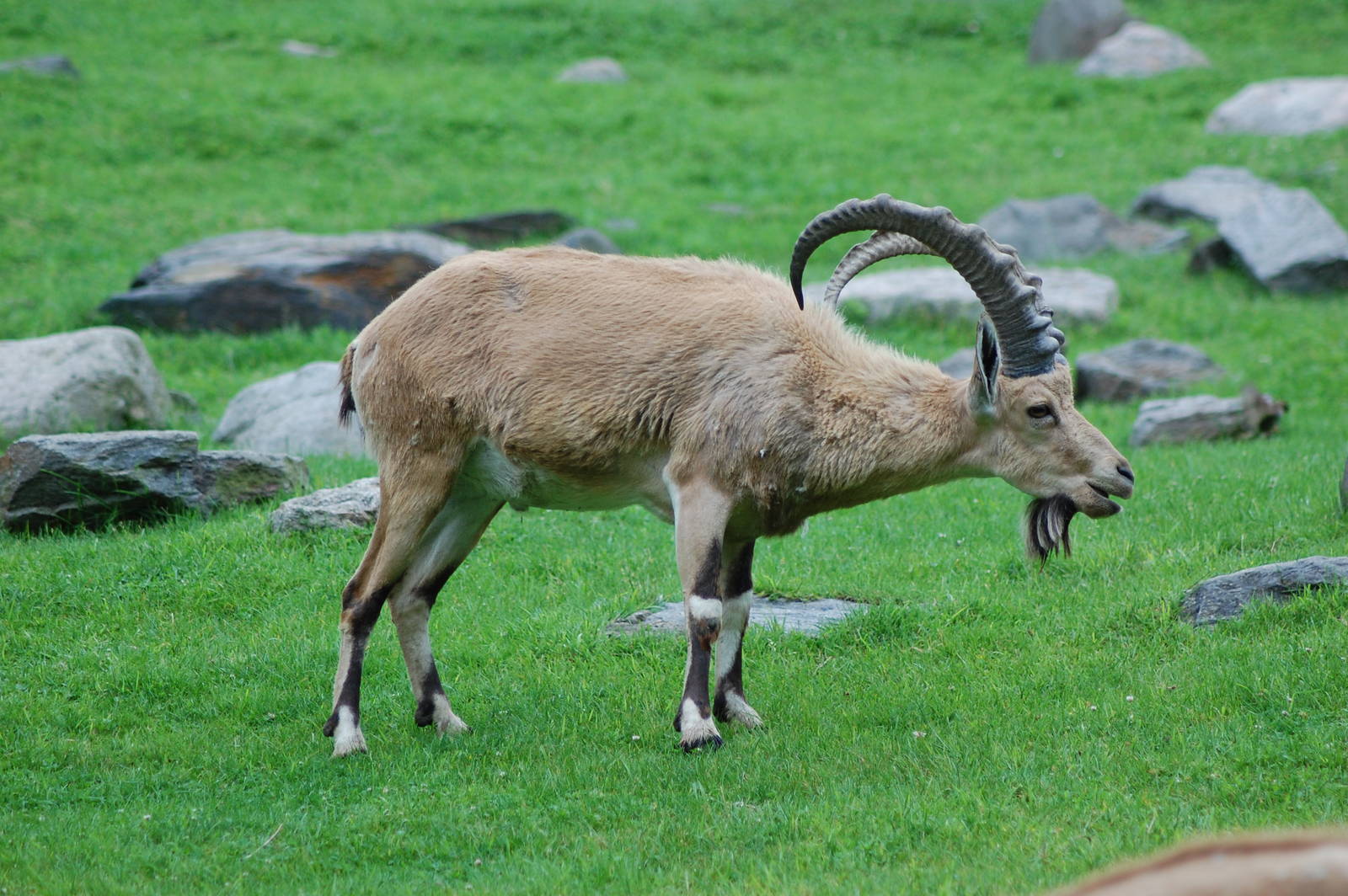 Nubian ibex