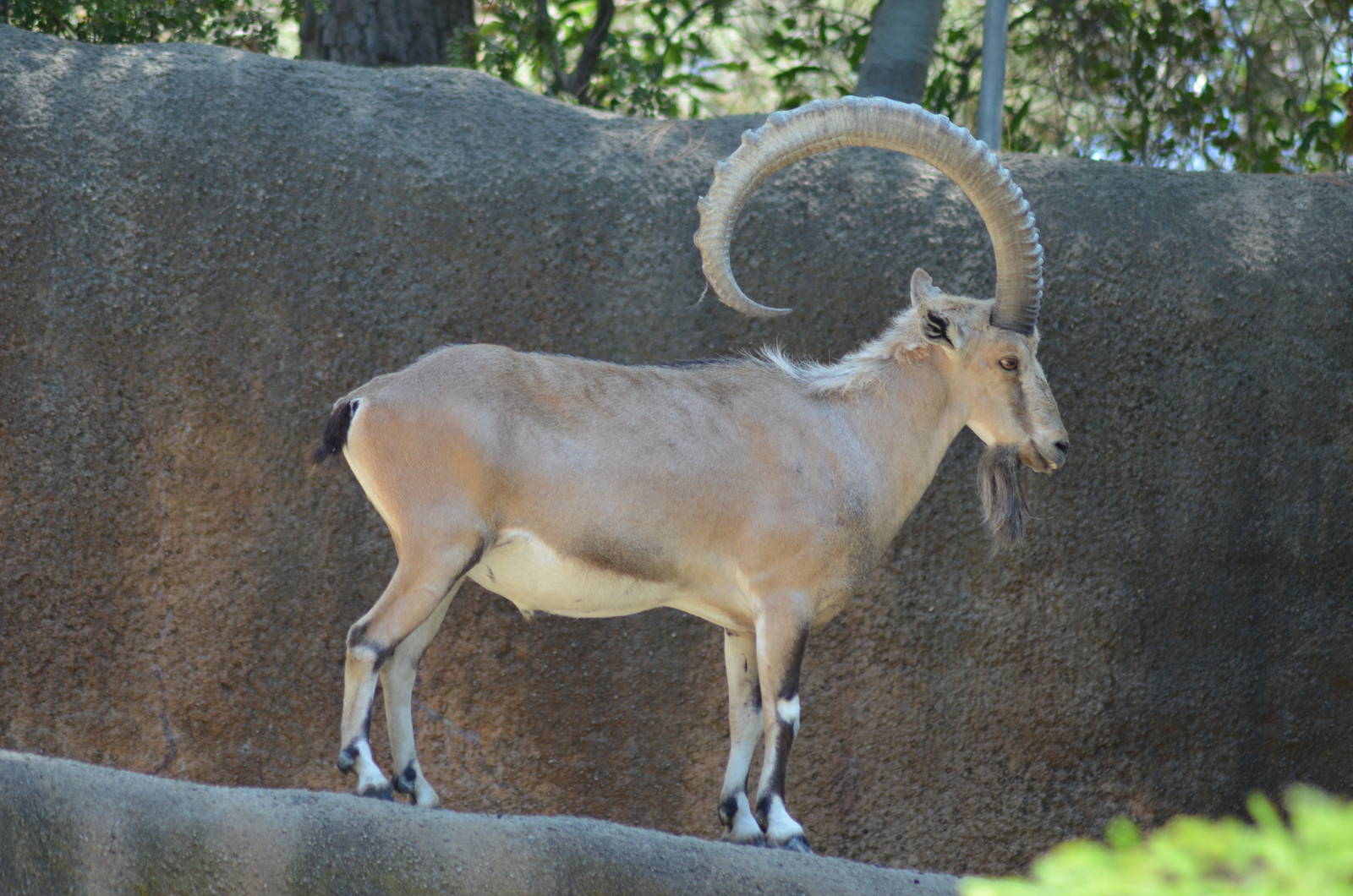 Nubian Ibex