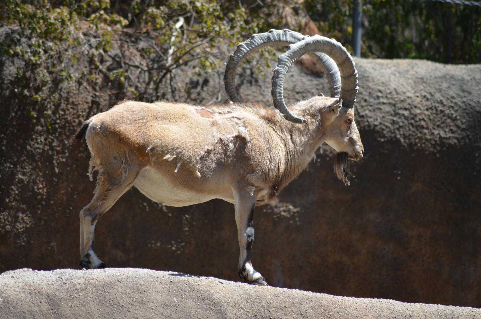 Nubian Ibex