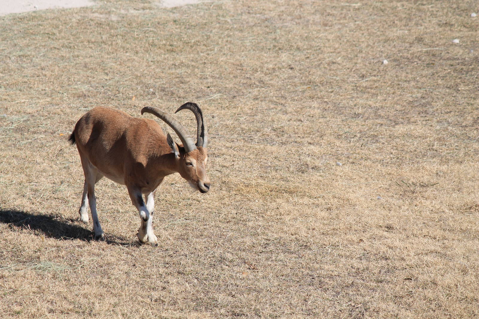Nubian Ibex