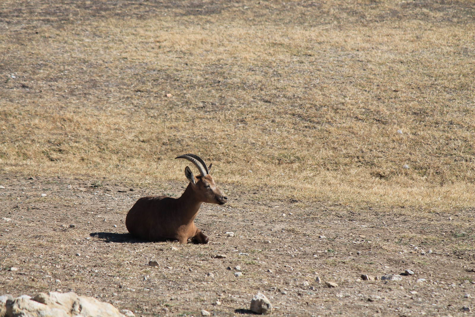 Nubian Ibex