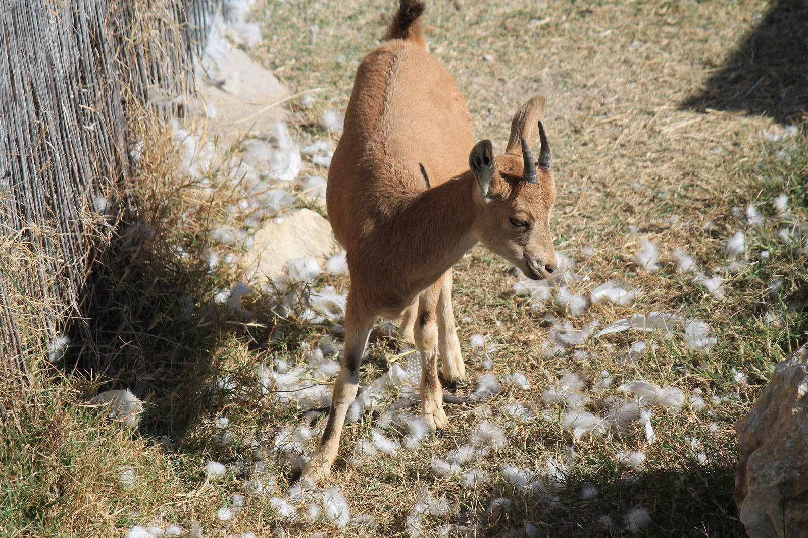 Nubian Ibex