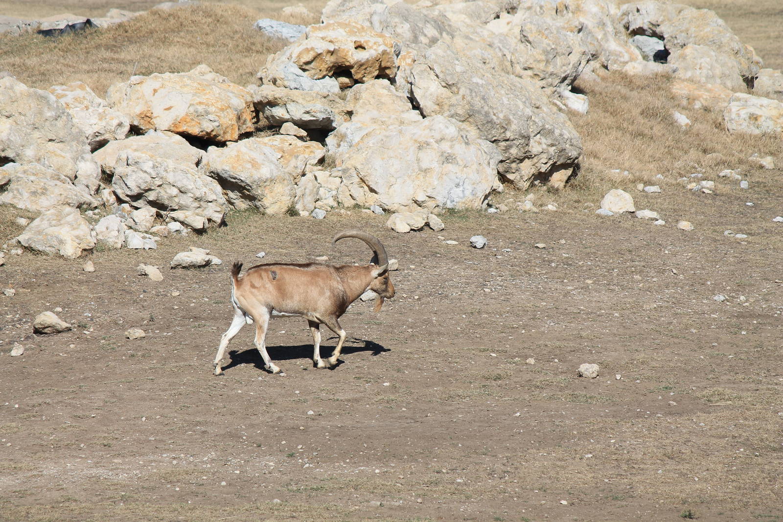 Nubian Ibex